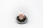 Mini Hanging Flat Bottom Beach Terrariums with White or Black Sand