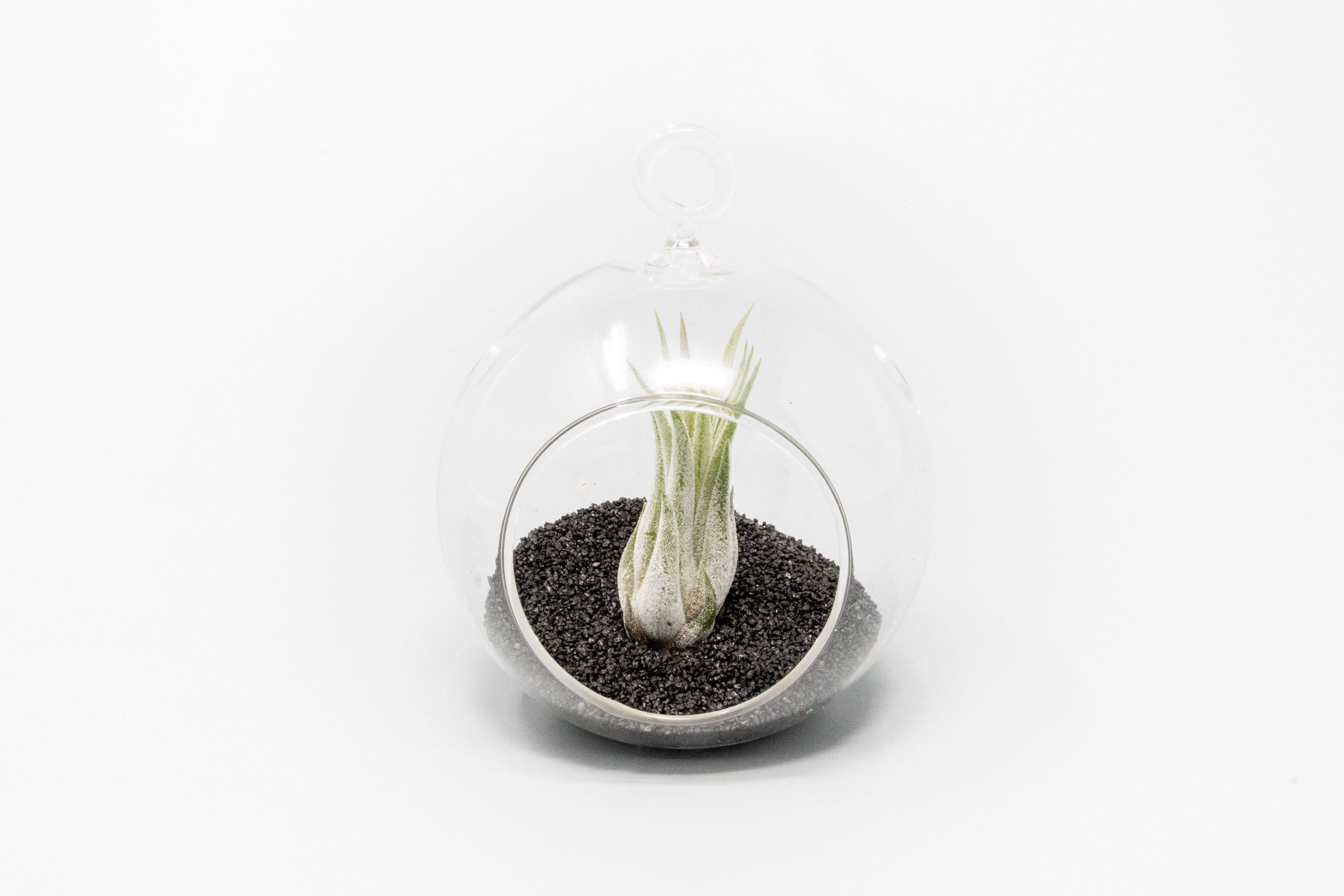 Mini Hanging Flat Bottom Beach Terrariums with White or Black Sand