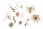 SALE - Premium Tillandsia Air Plant Grab Bag & Fertilizer Packet - Set of 10, 20 or 30 - 40% Off