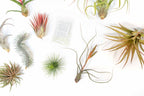 SALE - Premium Tillandsia Air Plant Grab Bag & Fertilizer Packet - Set of 10, 20 or 30 - 40% Off