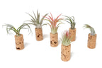 Magnetic Wine Cork with Tillandsia Assorted Air Plant