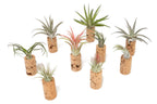Magnetic Wine Cork with Tillandsia Assorted Air Plant