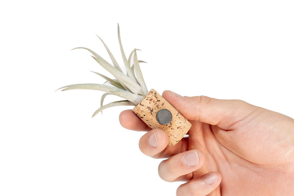 Magnetic Wine Cork with Tillandsia Assorted Air Plant
