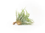Tillandsia Capitata Salmon Air Plants