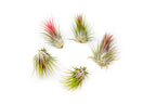 SALE - Tillandsia Ionantha Guatemala Air Plants - Set of 10, 20 or 50 Air Plants - 70% Off