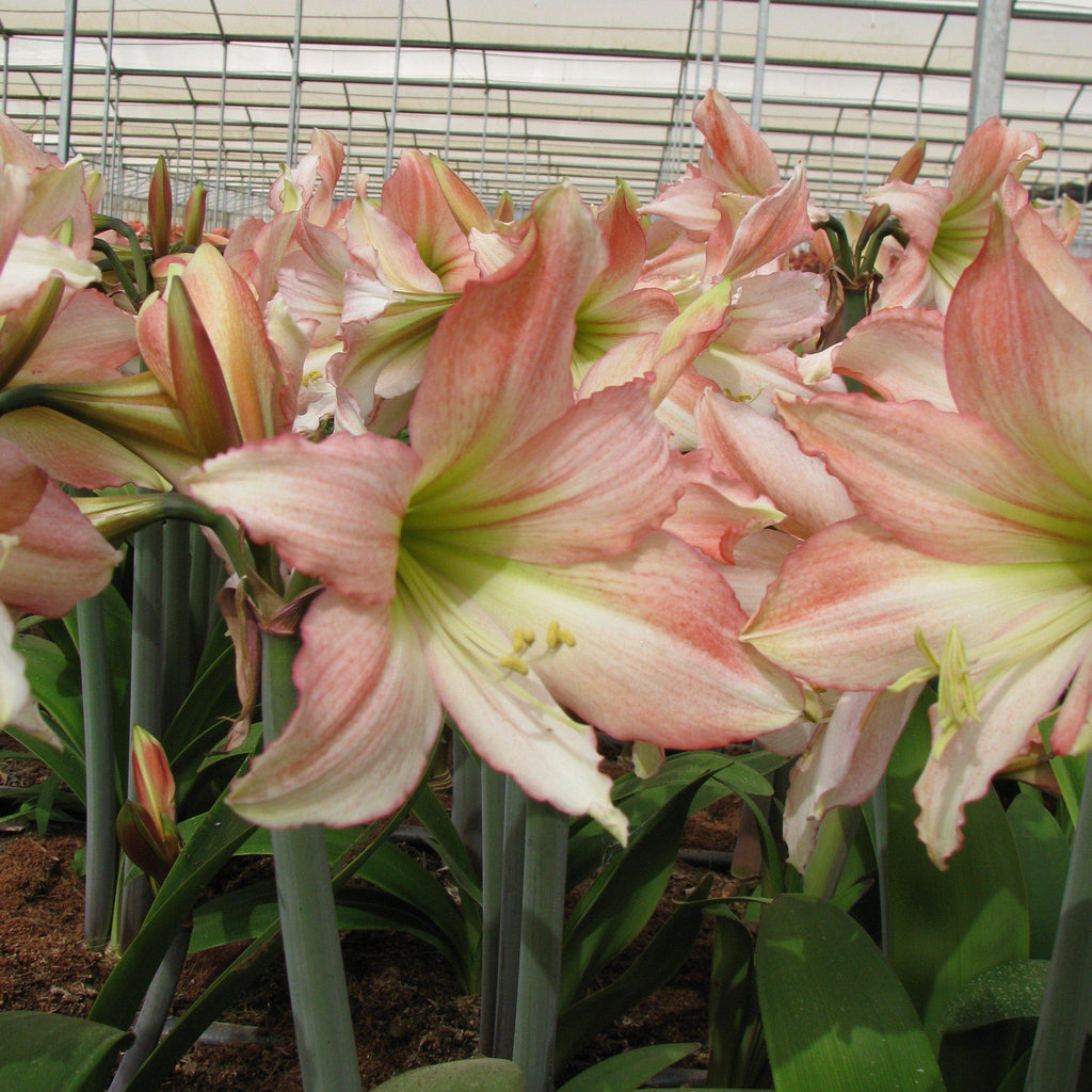 Amaryllis - Tinkerbell