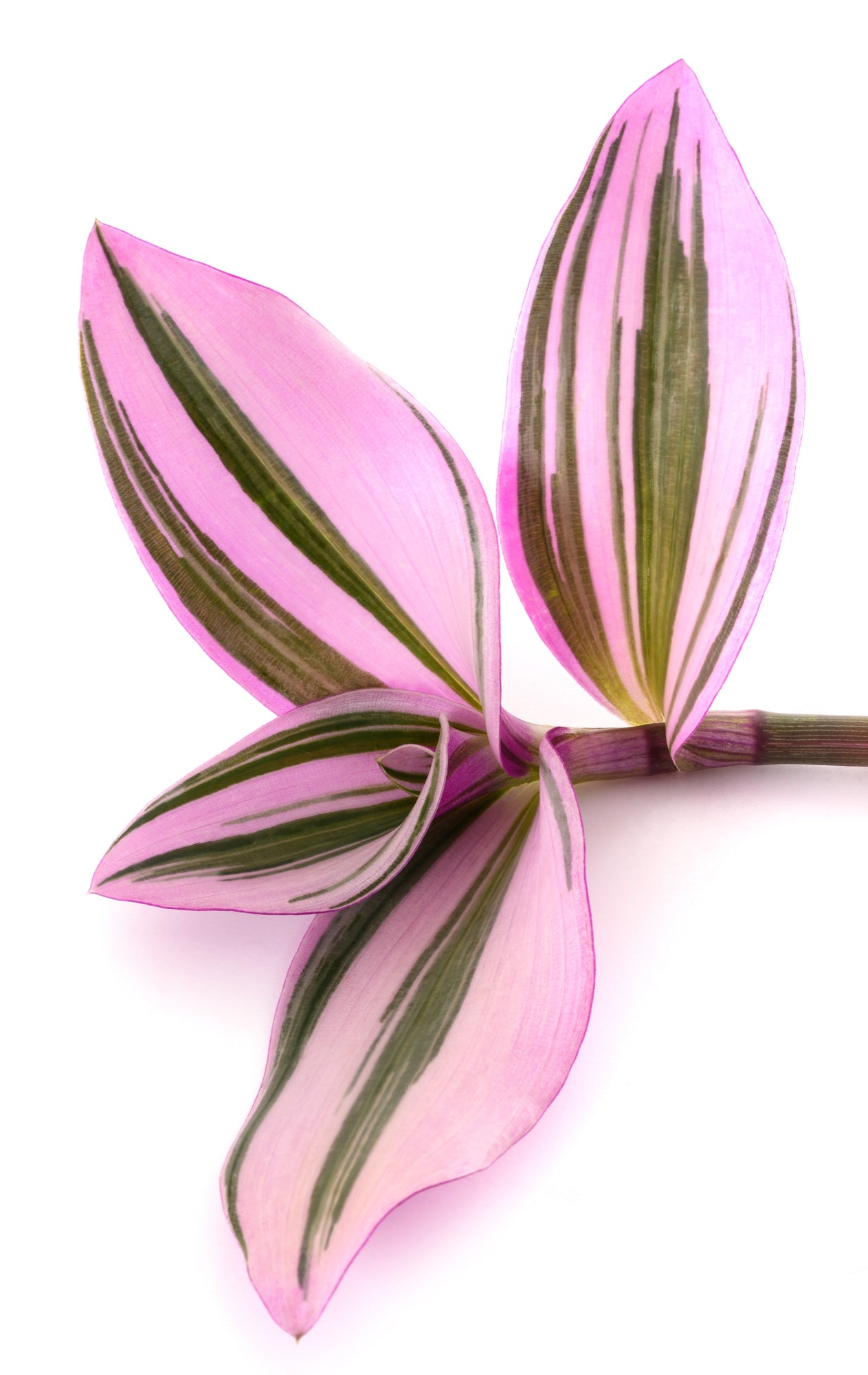 Tradescantia Nanouk - Wandering Jew Plant