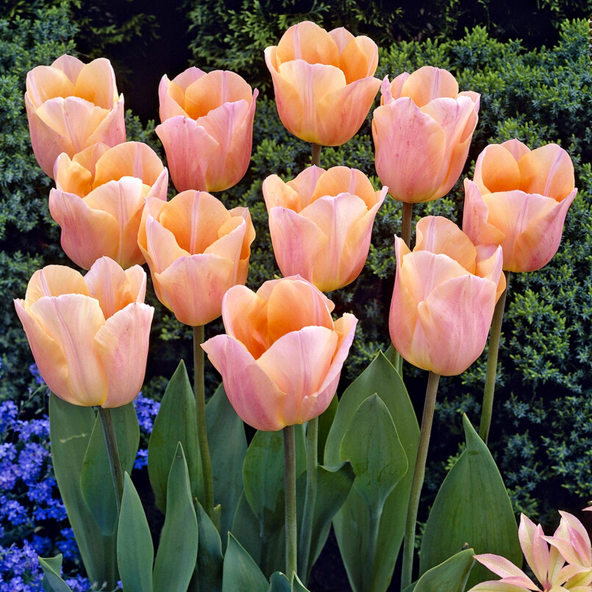 Tulip - Apricot Beauty