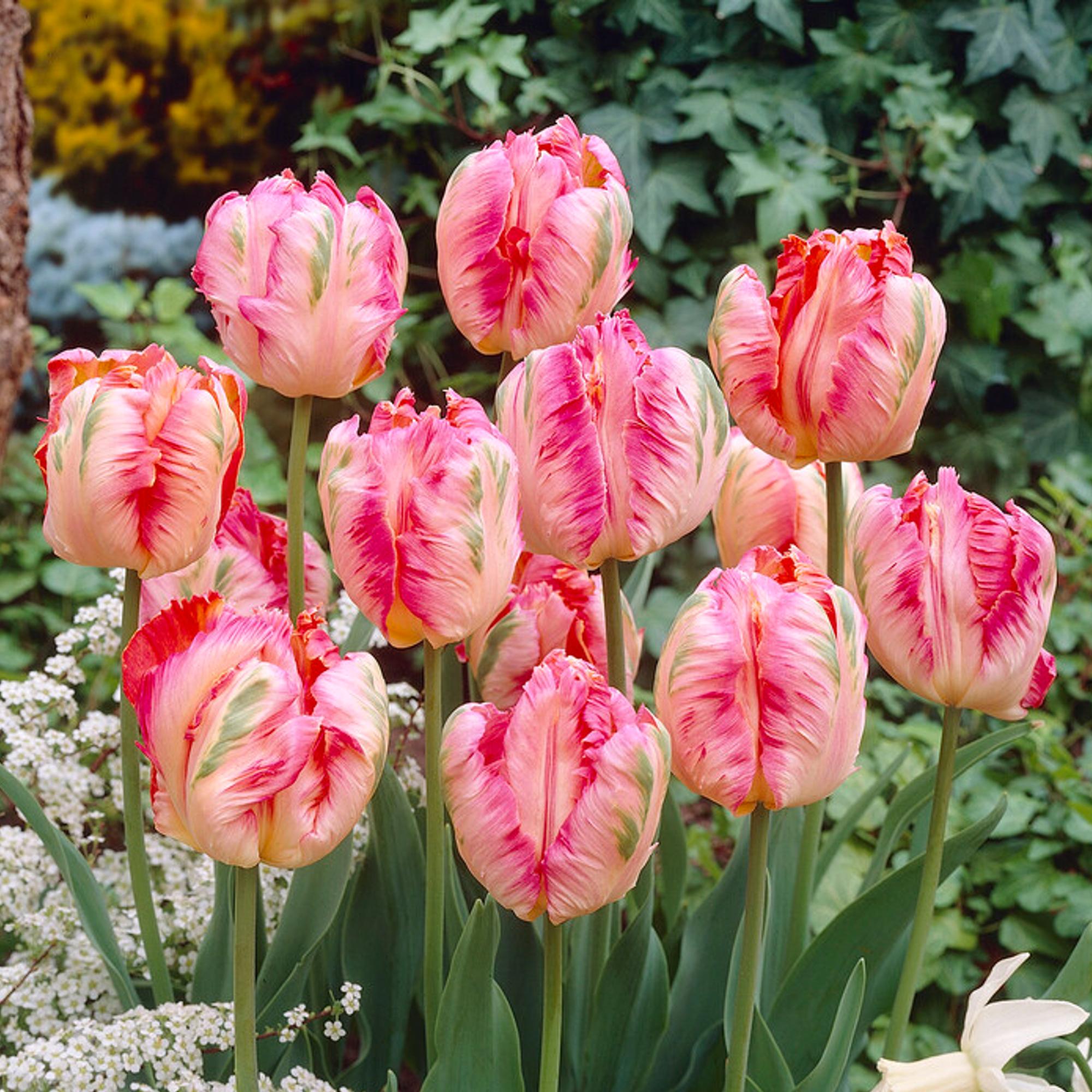 Tulip - Apricot Parrot