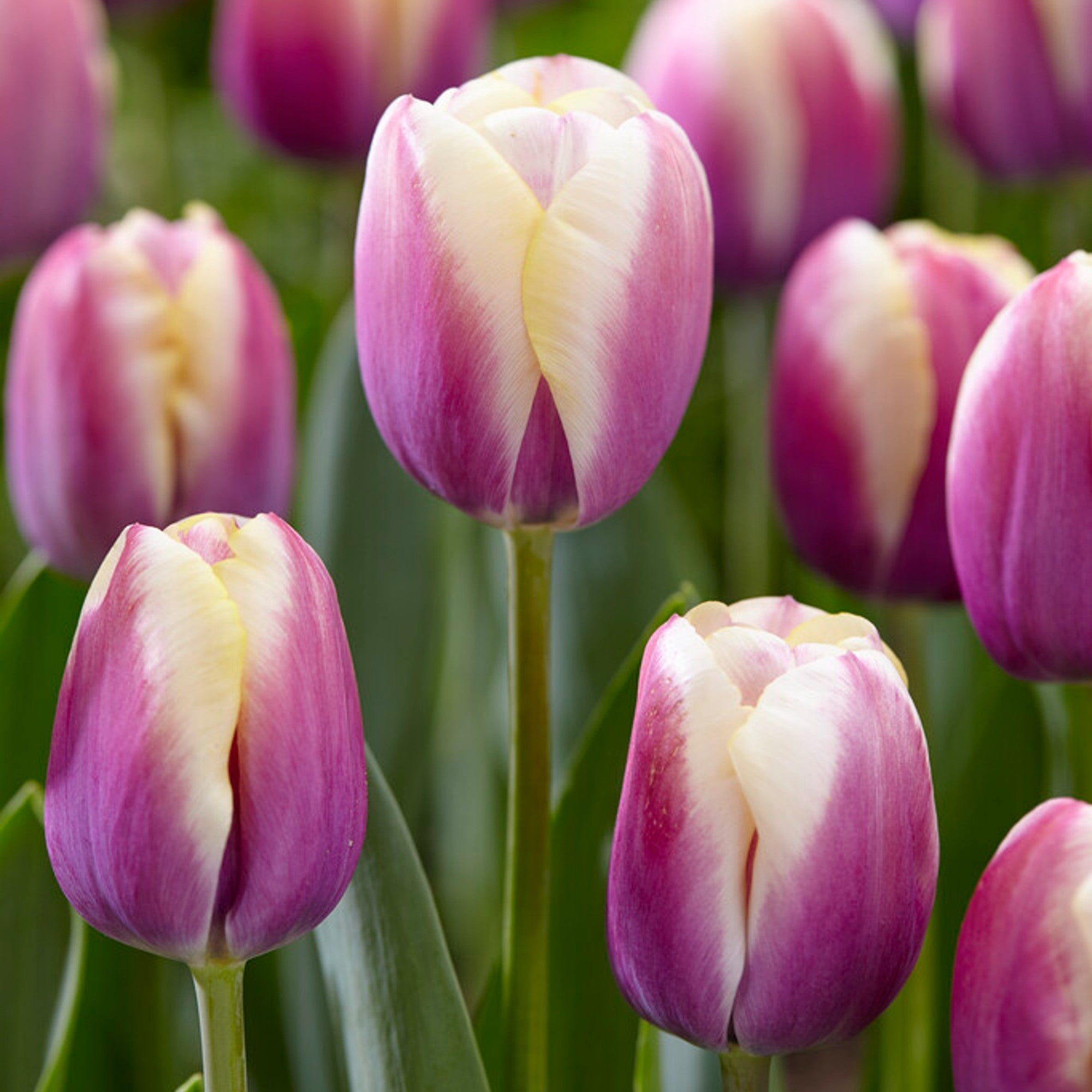Tulip - Atlantis
