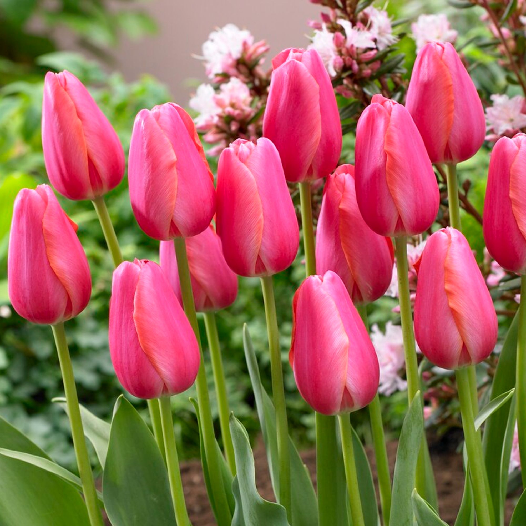 Tulip - Cape Holland