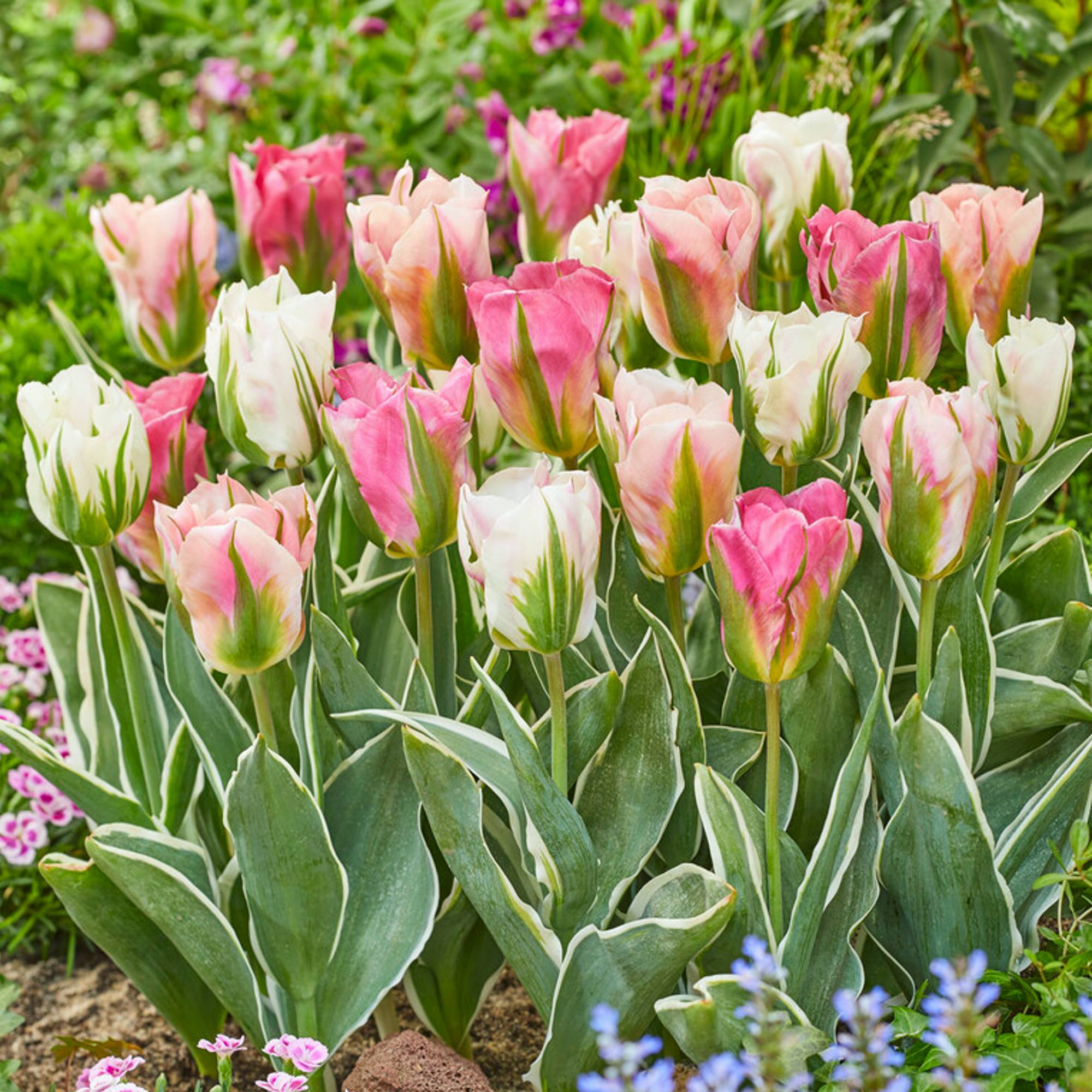 Tulip - China Town Mix