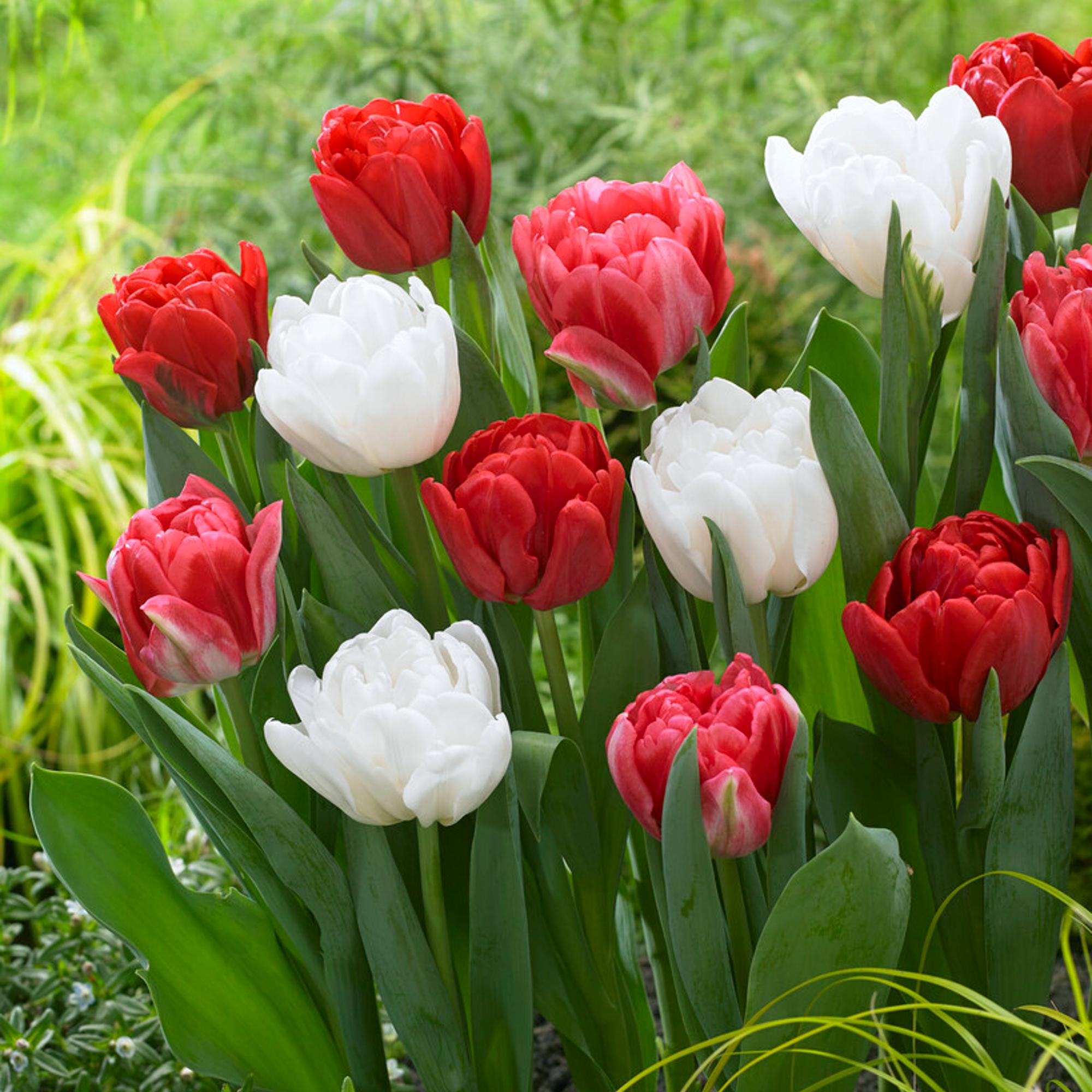 Tulip - Foxtrot Collection