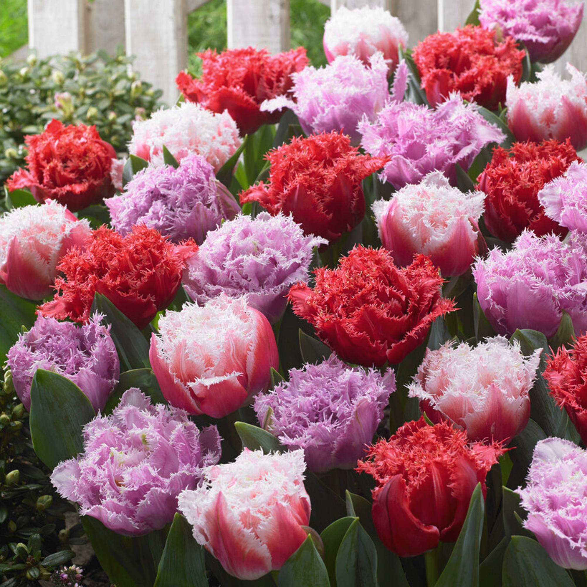 Tulip - Fringed Aussie Mix