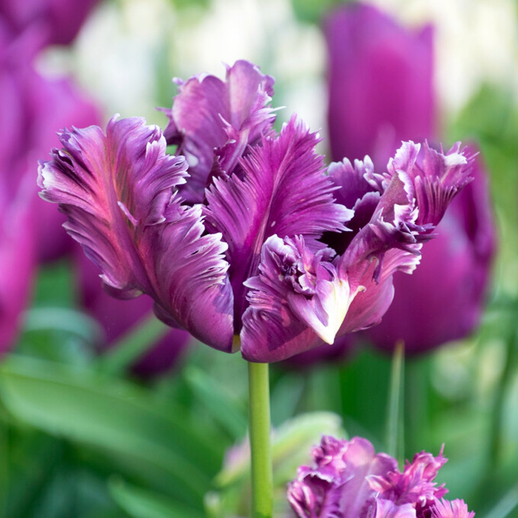 Tulip - Mysterious Parrot