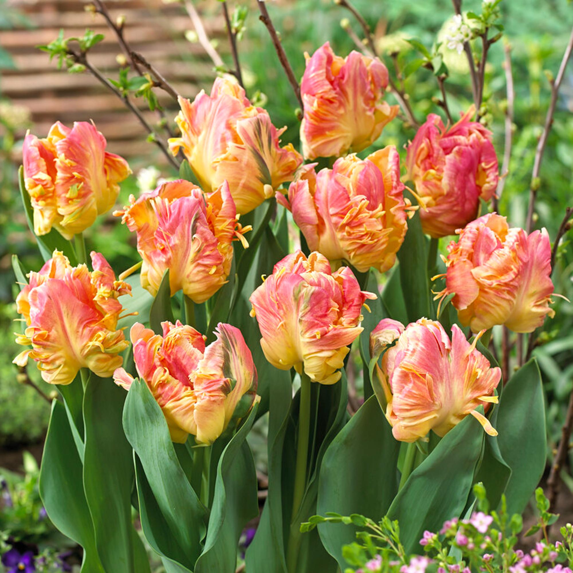 Tulip - Parrot Lady