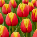 Tulip - Pride of Europe