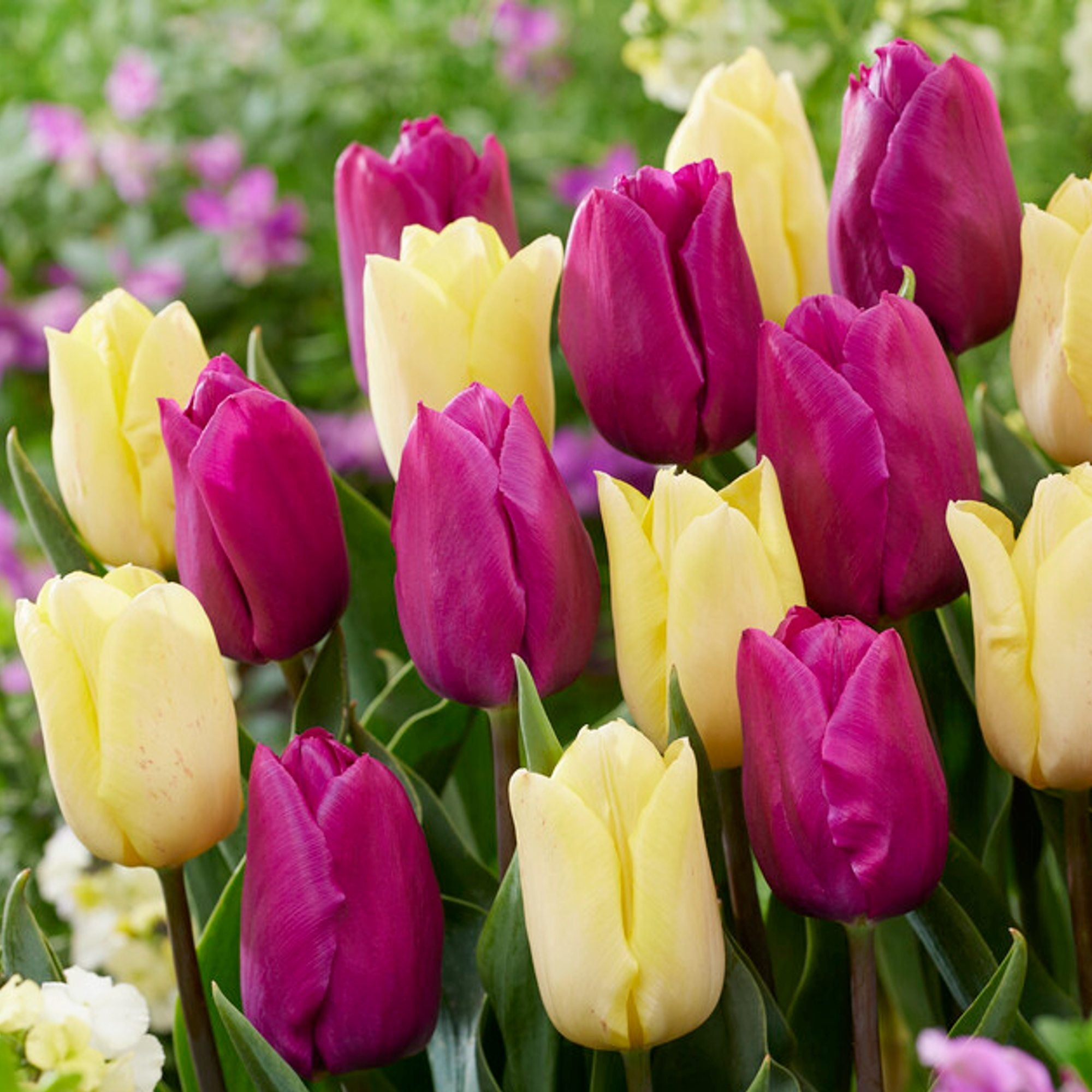 Tulip - Prince Mix