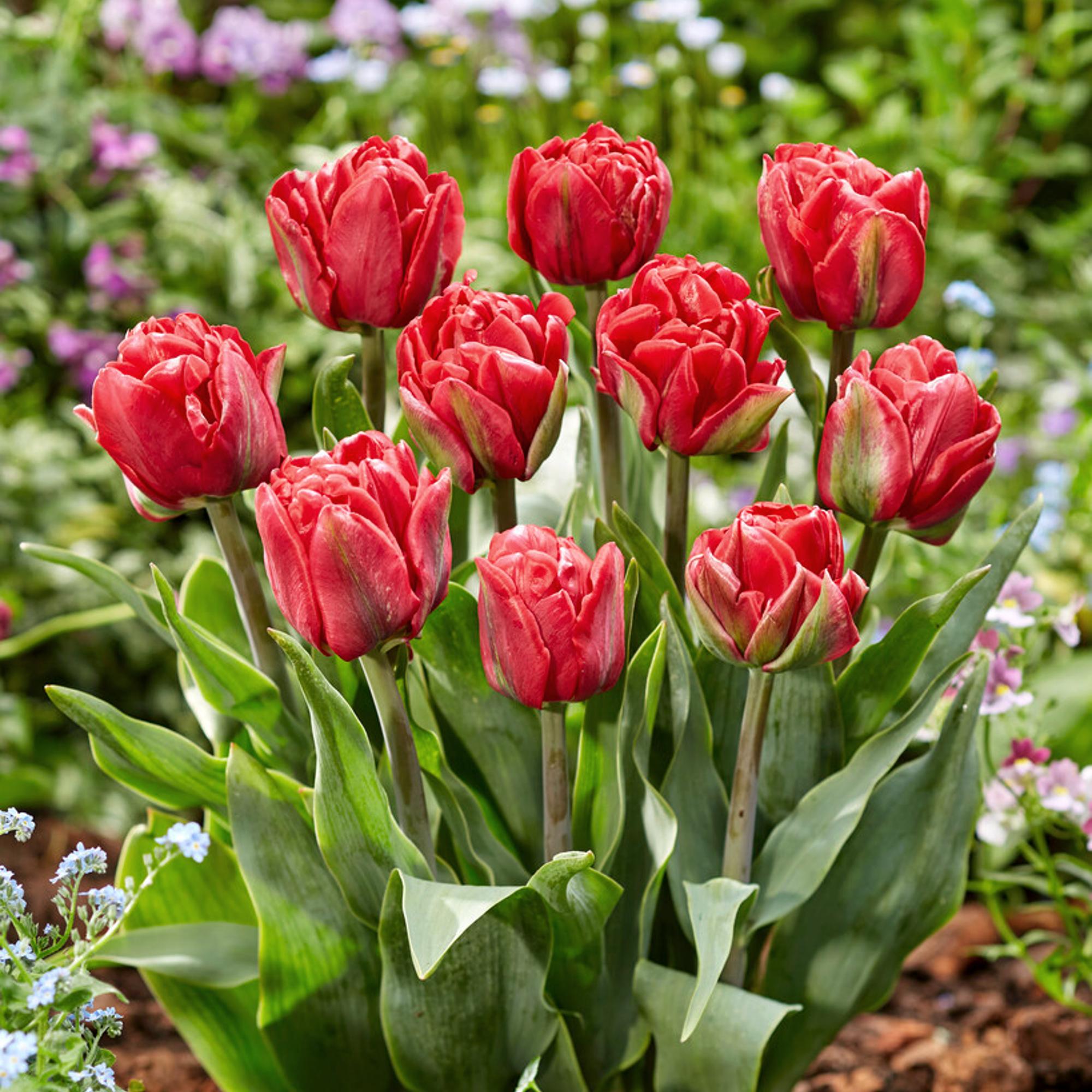 Tulip - Red Foxtrot