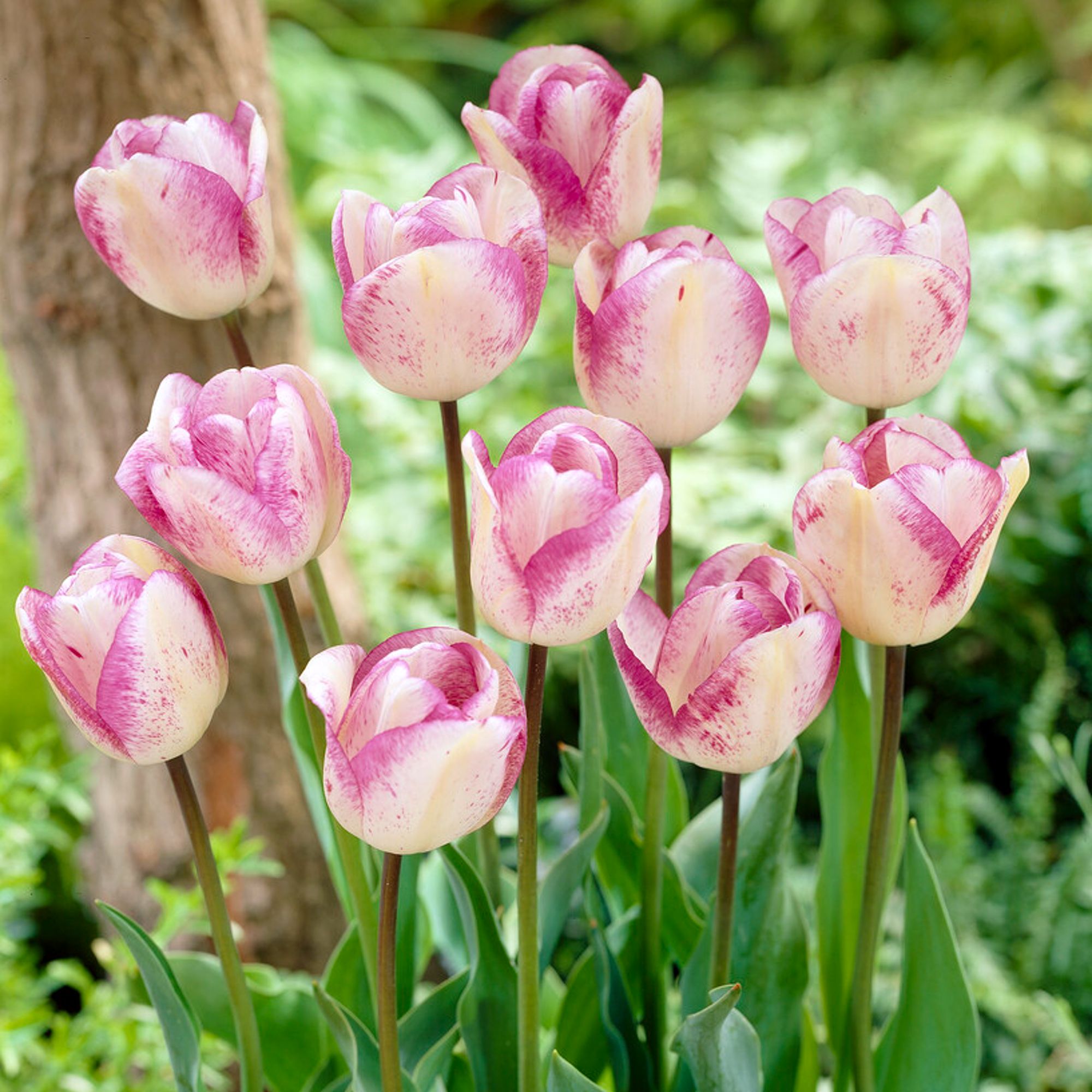 Tulip - Shirley