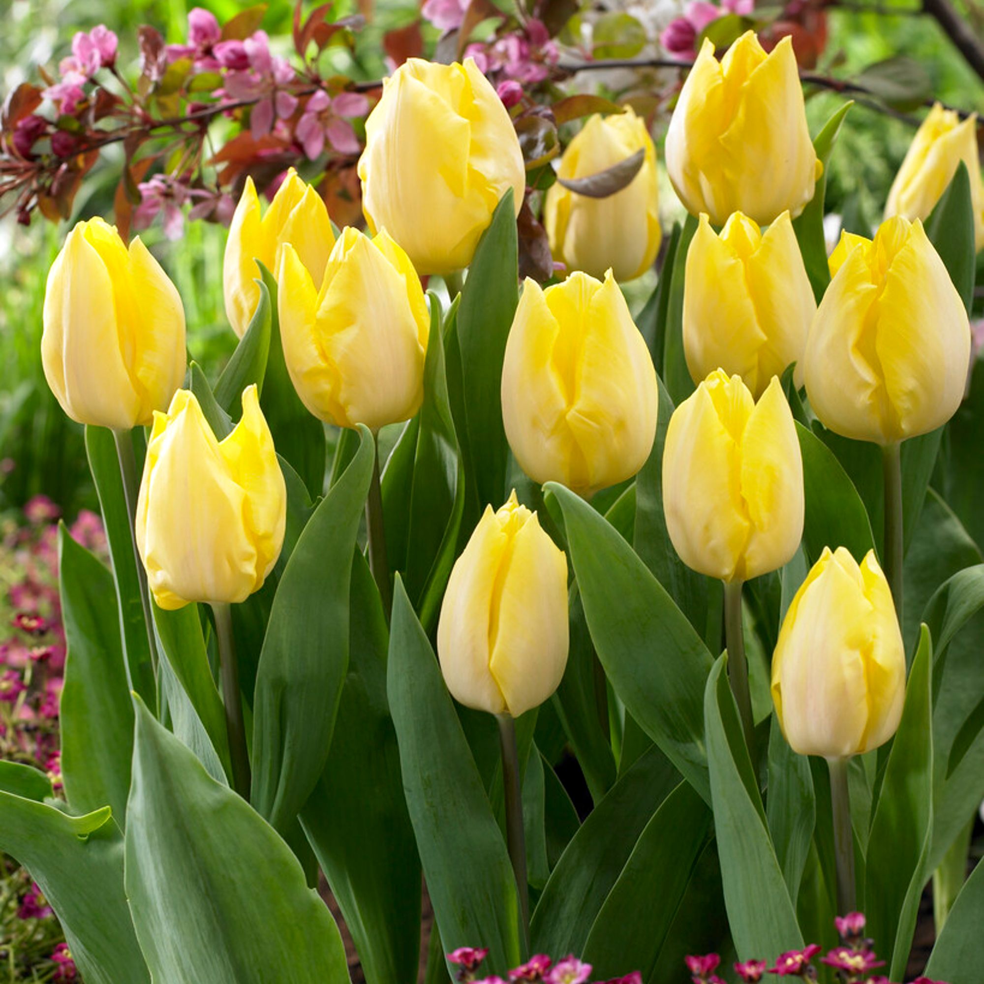 Tulip - Sunny Prince