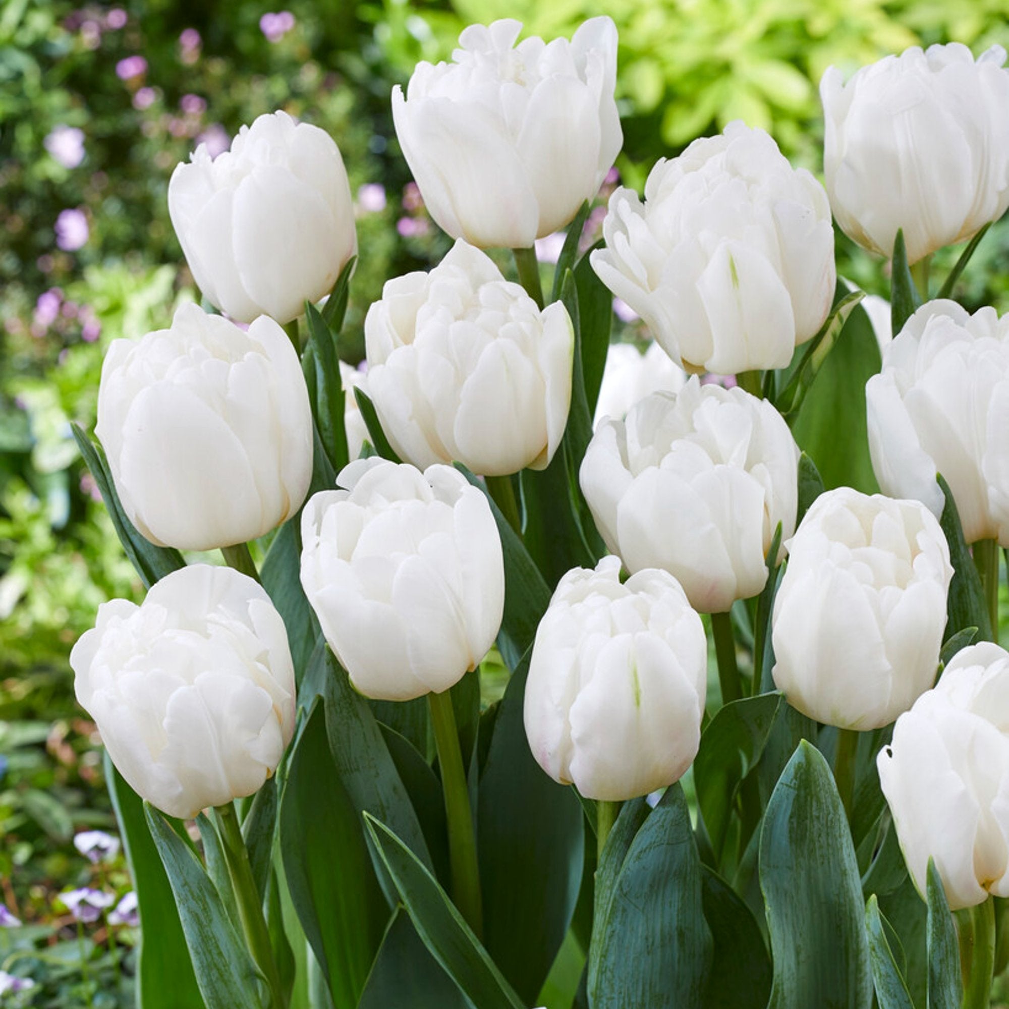 Tulip - White Foxtrot