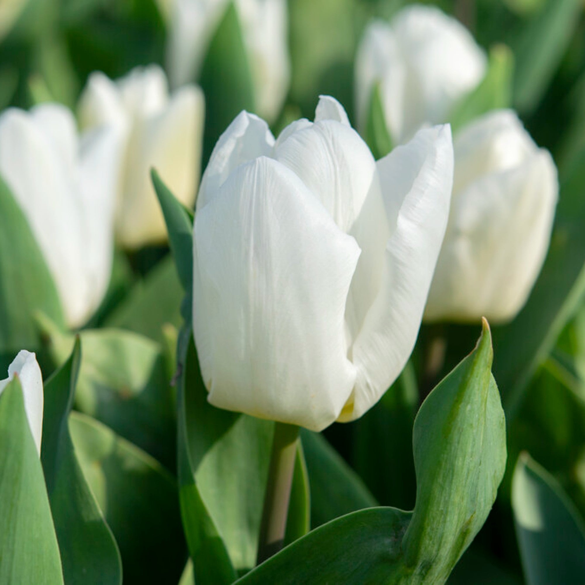 Tulip - White Prince