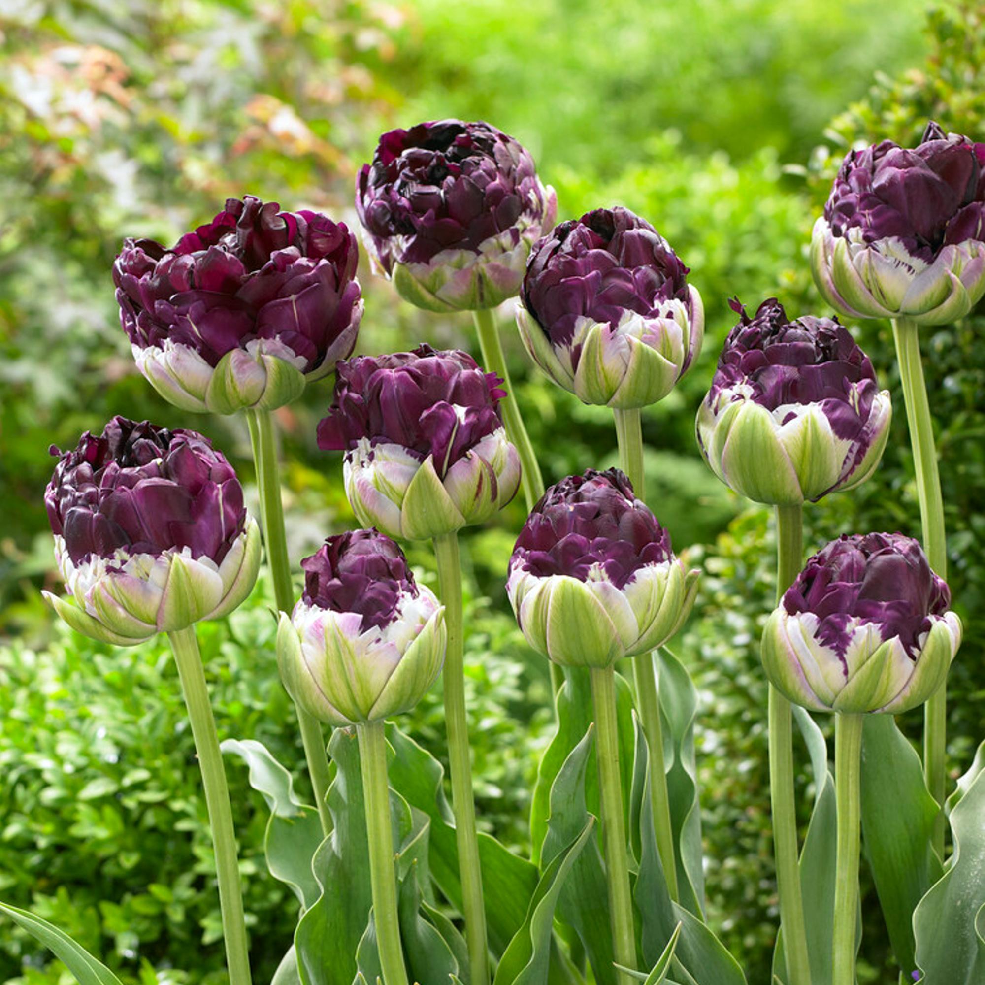 Tulip - Wow