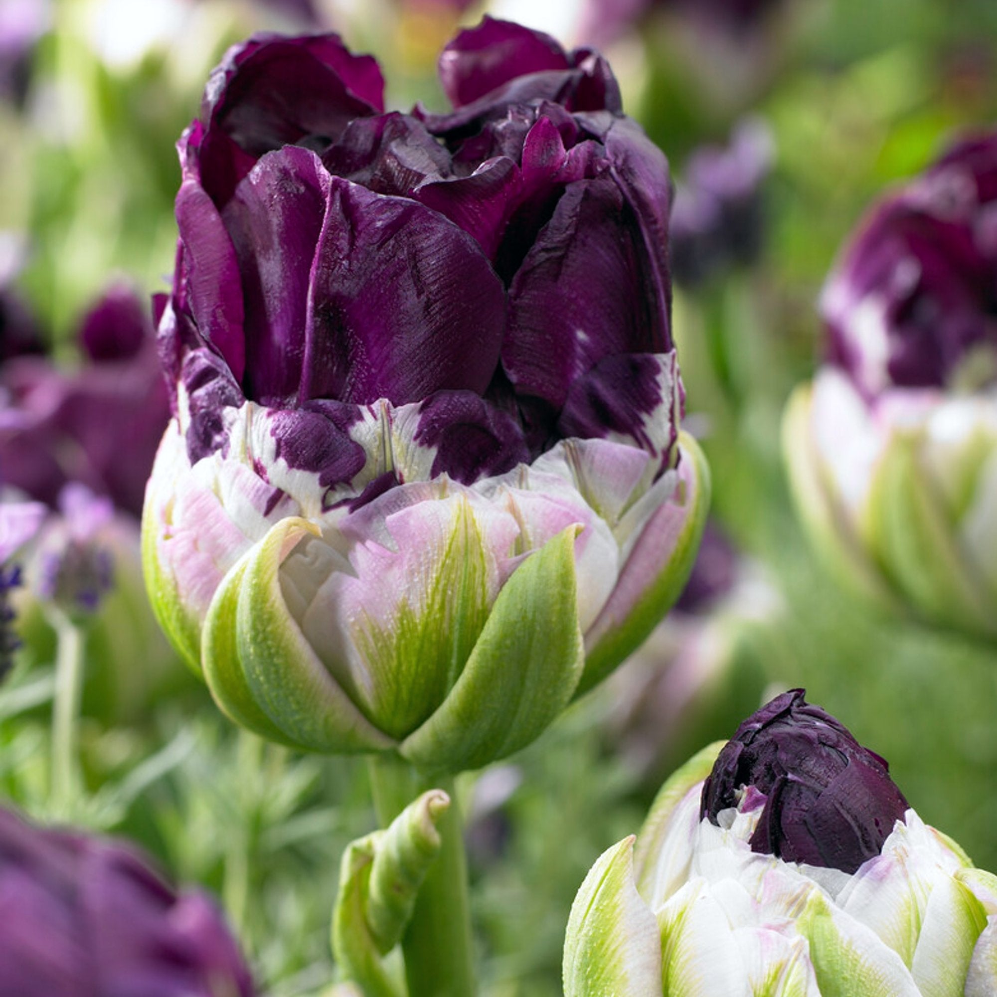Tulip - Wow