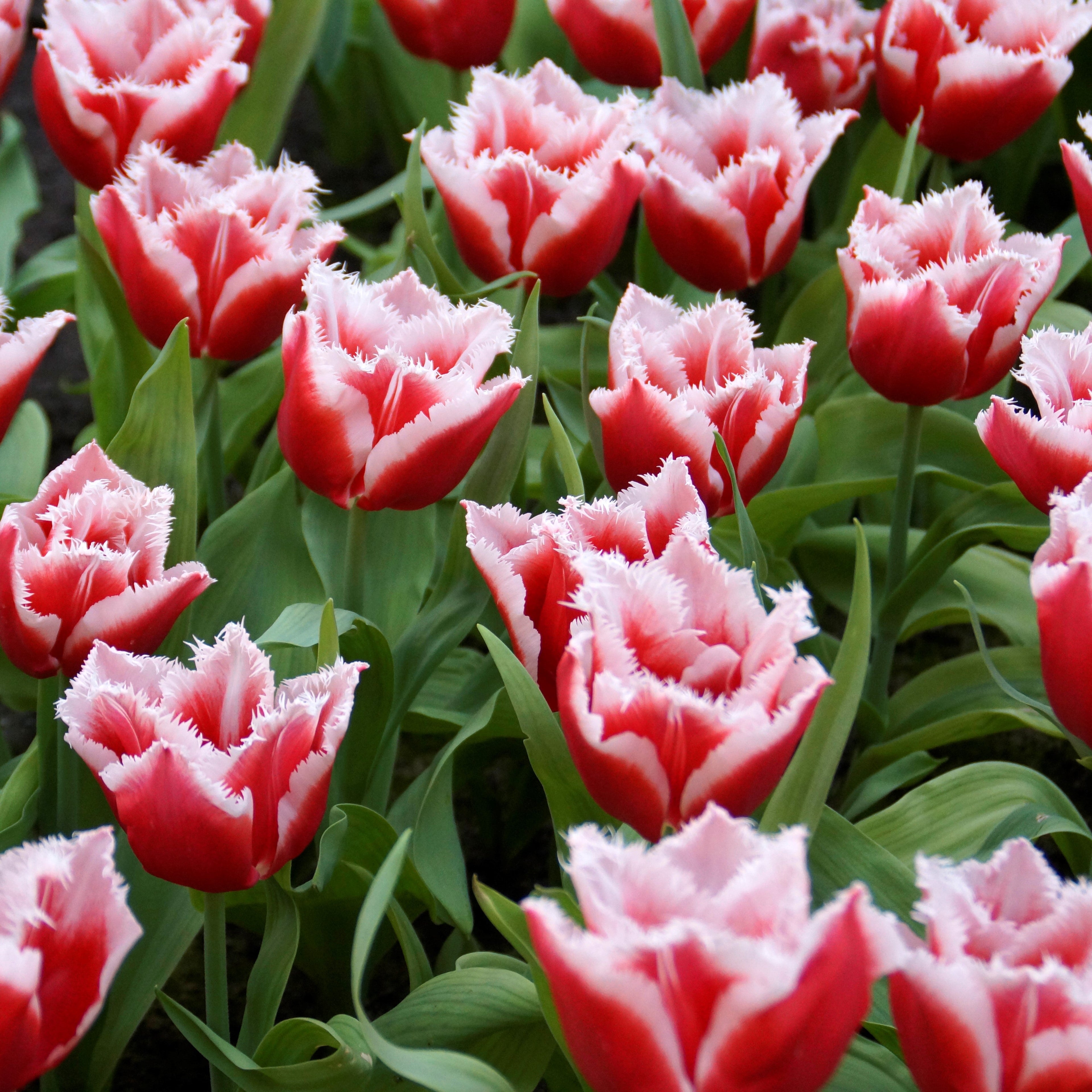 Daffodil & Tulip - Spring Romance Blend
