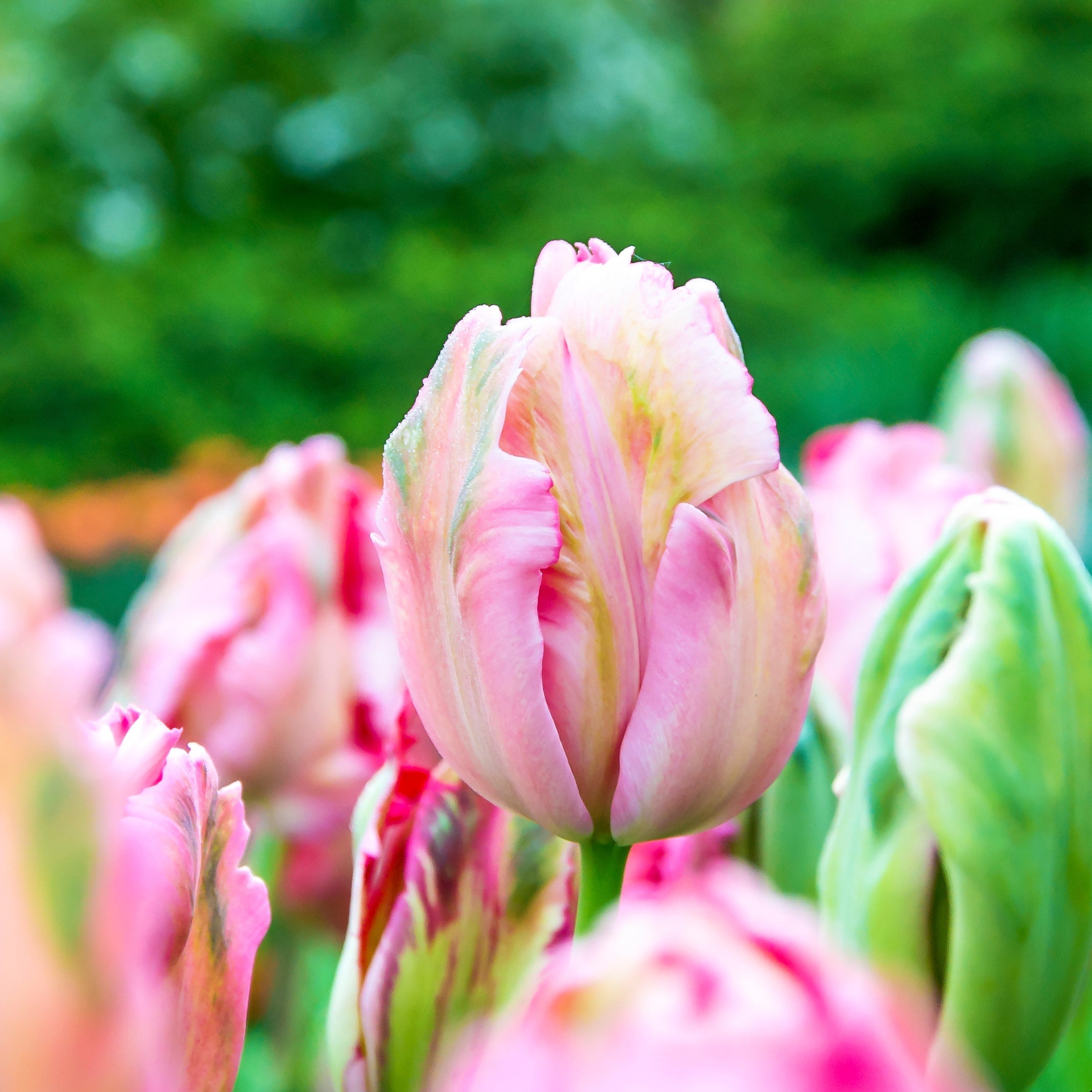 Tulip - Fantasy Parrot