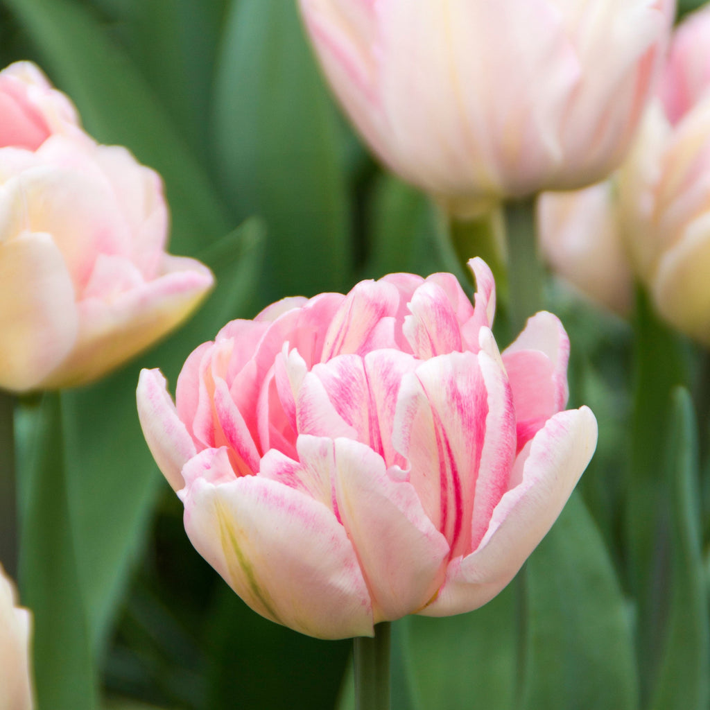 Tulip - Foxtrot