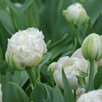 Tulip - Mount Tacoma