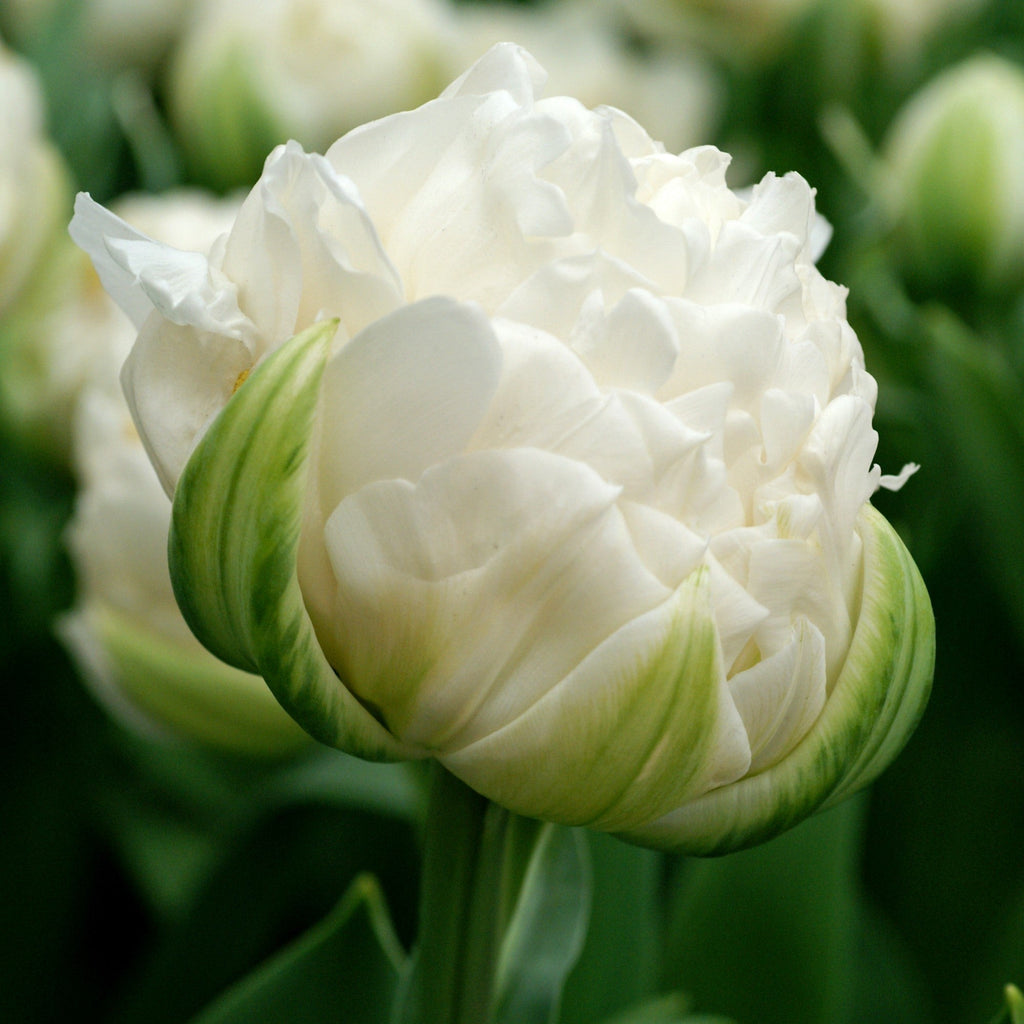 Tulip - Mount Tacoma