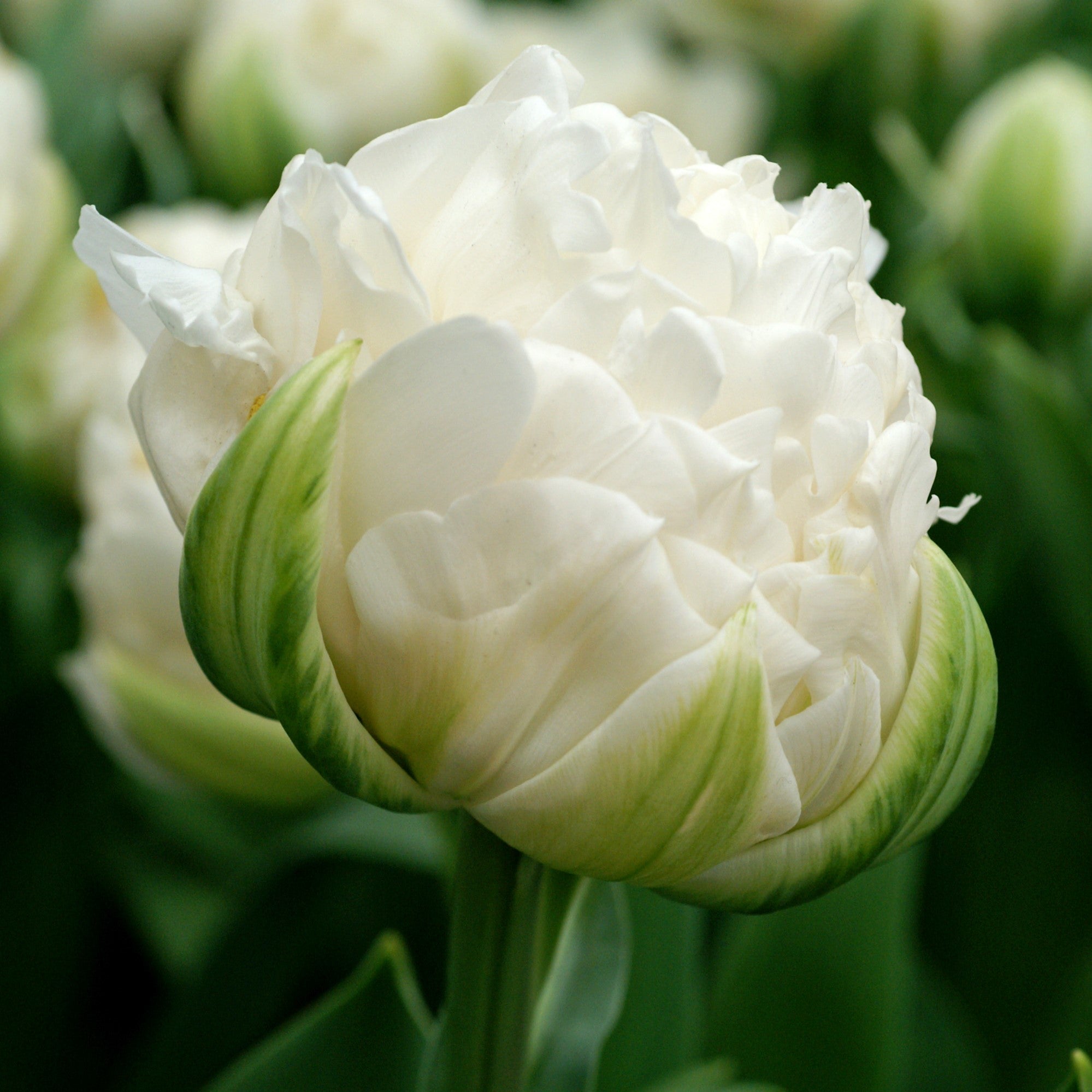 Tulip - Mount Tacoma