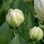 Tulip - Mount Tacoma