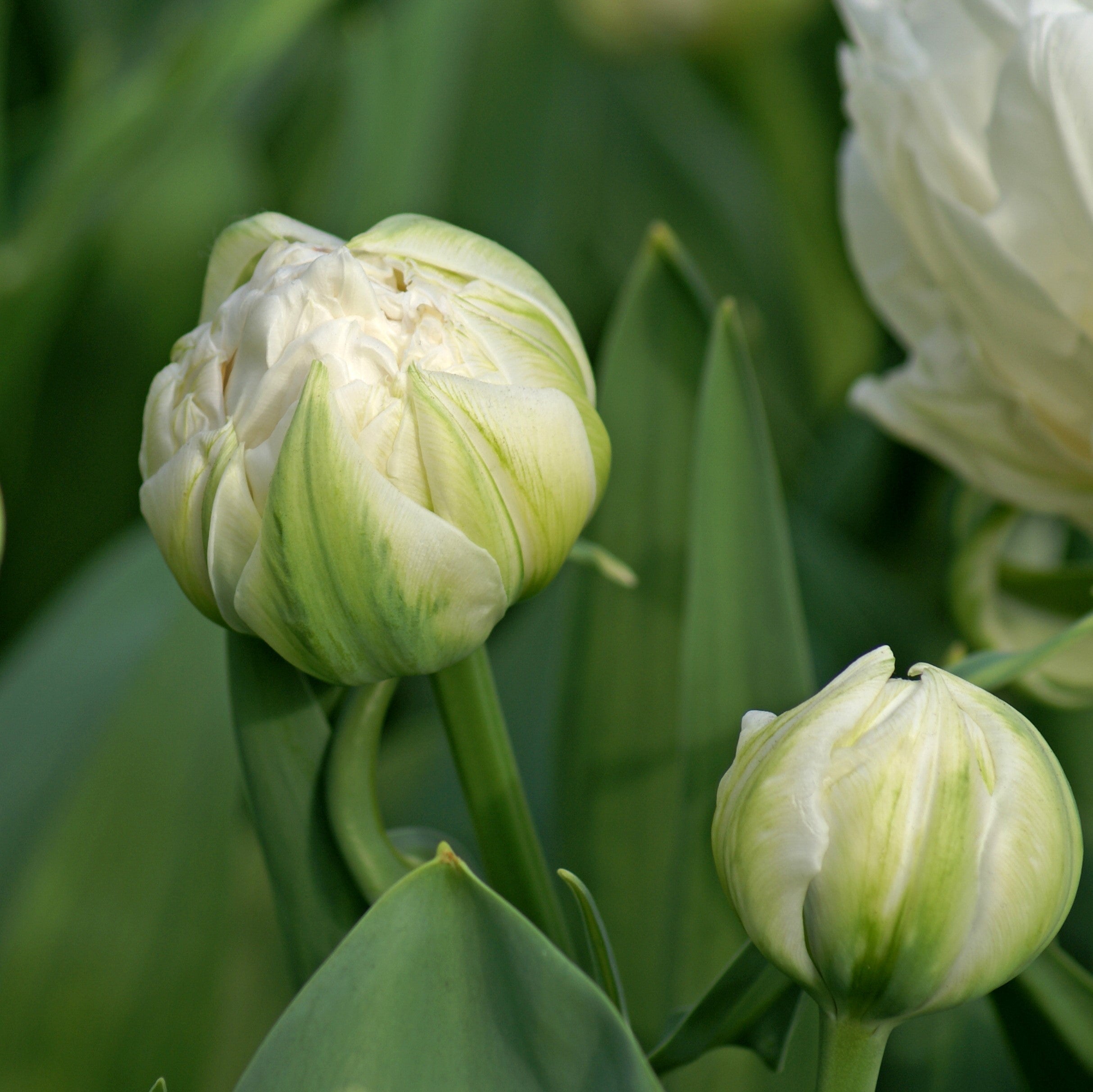 Tulip - Mount Tacoma