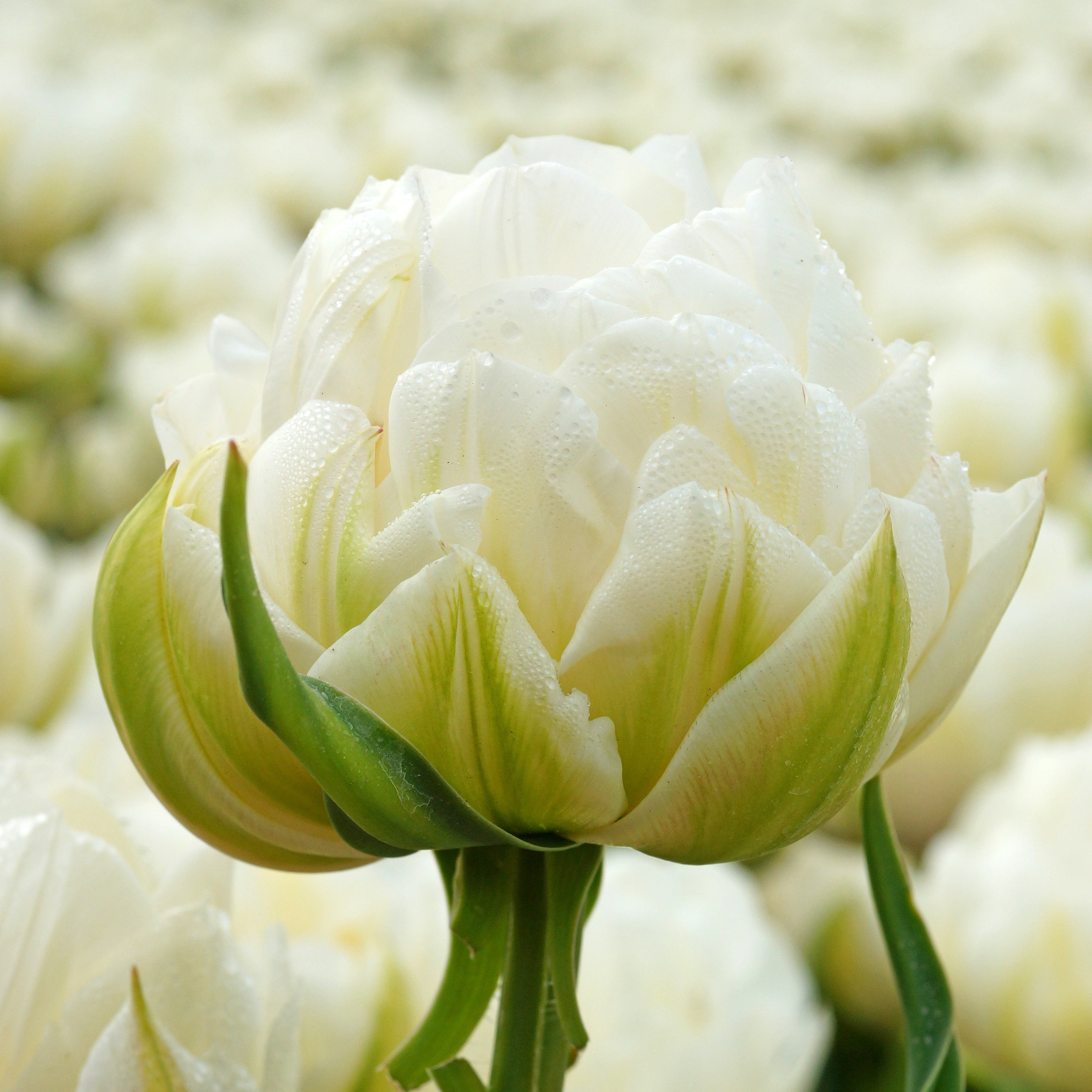 Tulip - Mount Tacoma