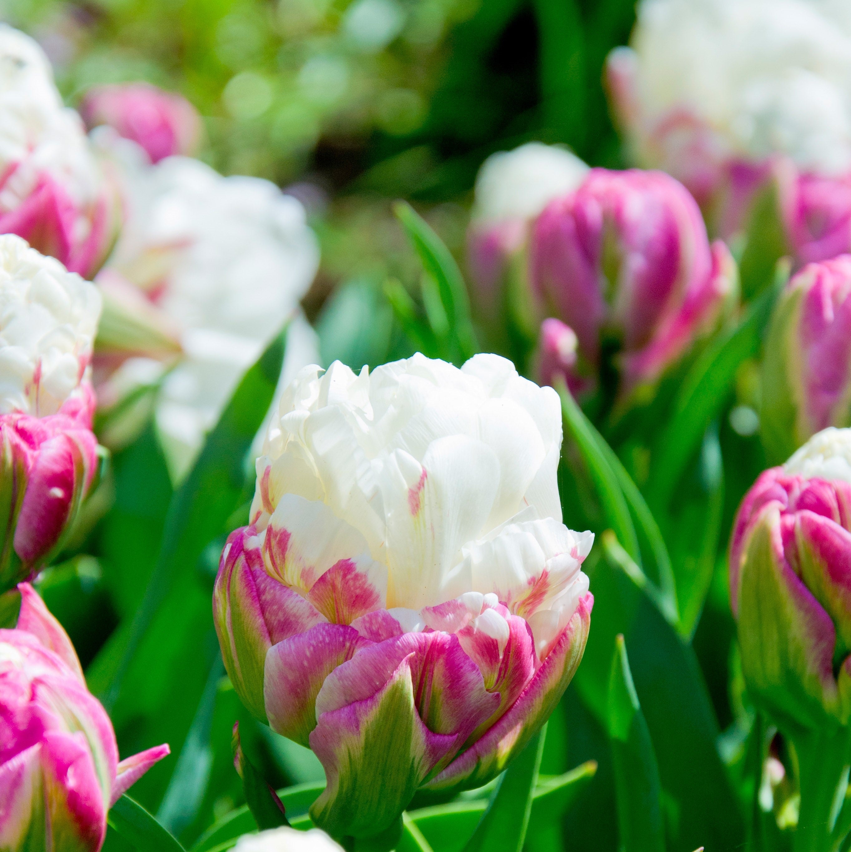 Tulip - Ice Cream