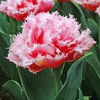 Muscari & Tulip - Baby Shower Blend