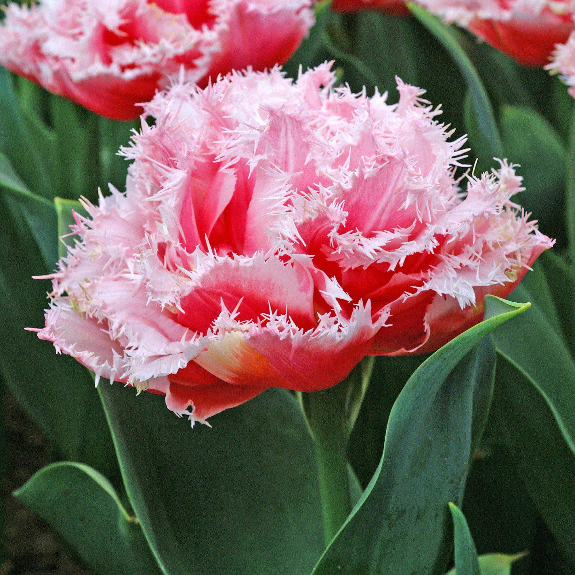 Muscari & Tulip - Baby Shower Blend
