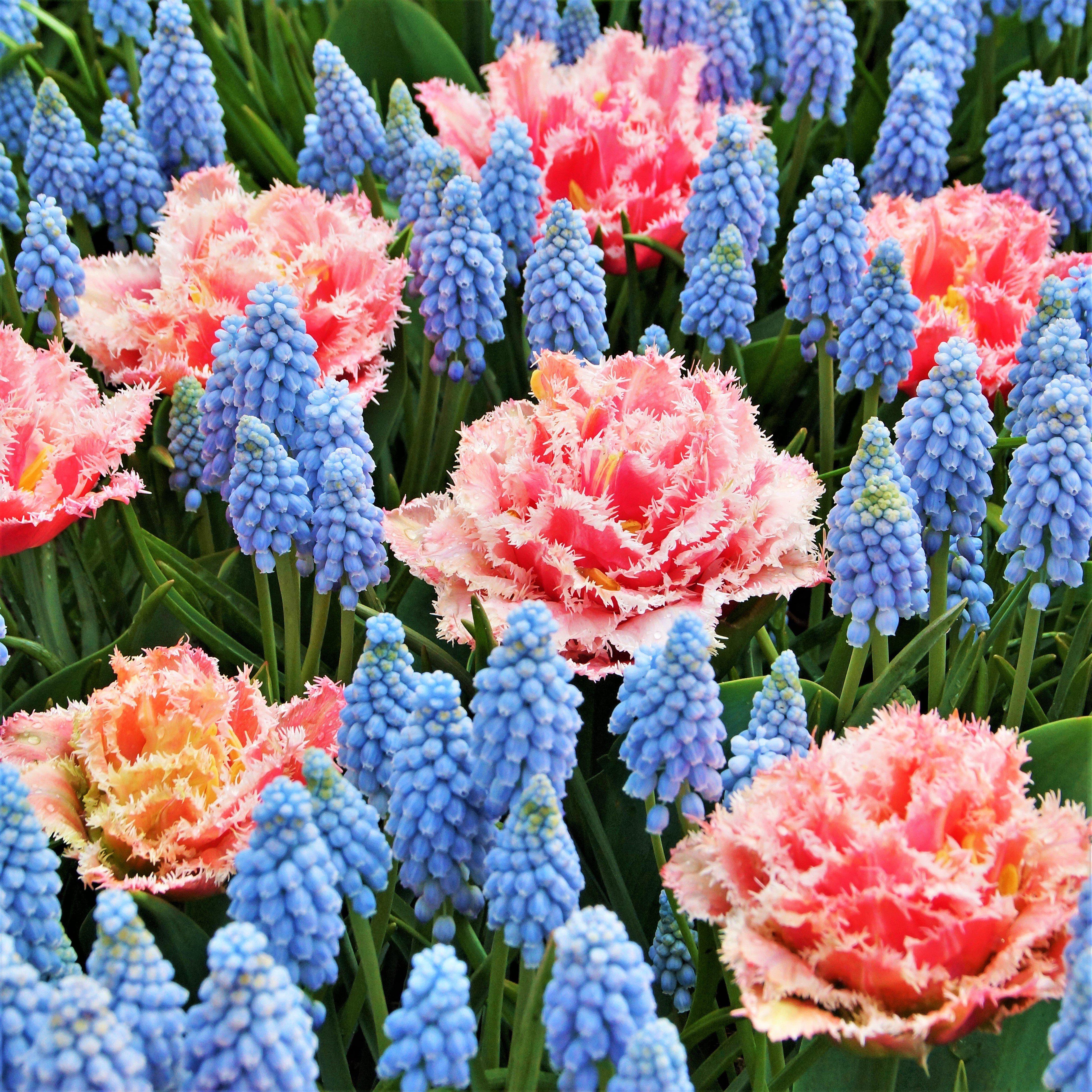 Muscari & Tulip - Baby Shower Blend