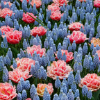 Muscari & Tulip - Baby Shower Blend