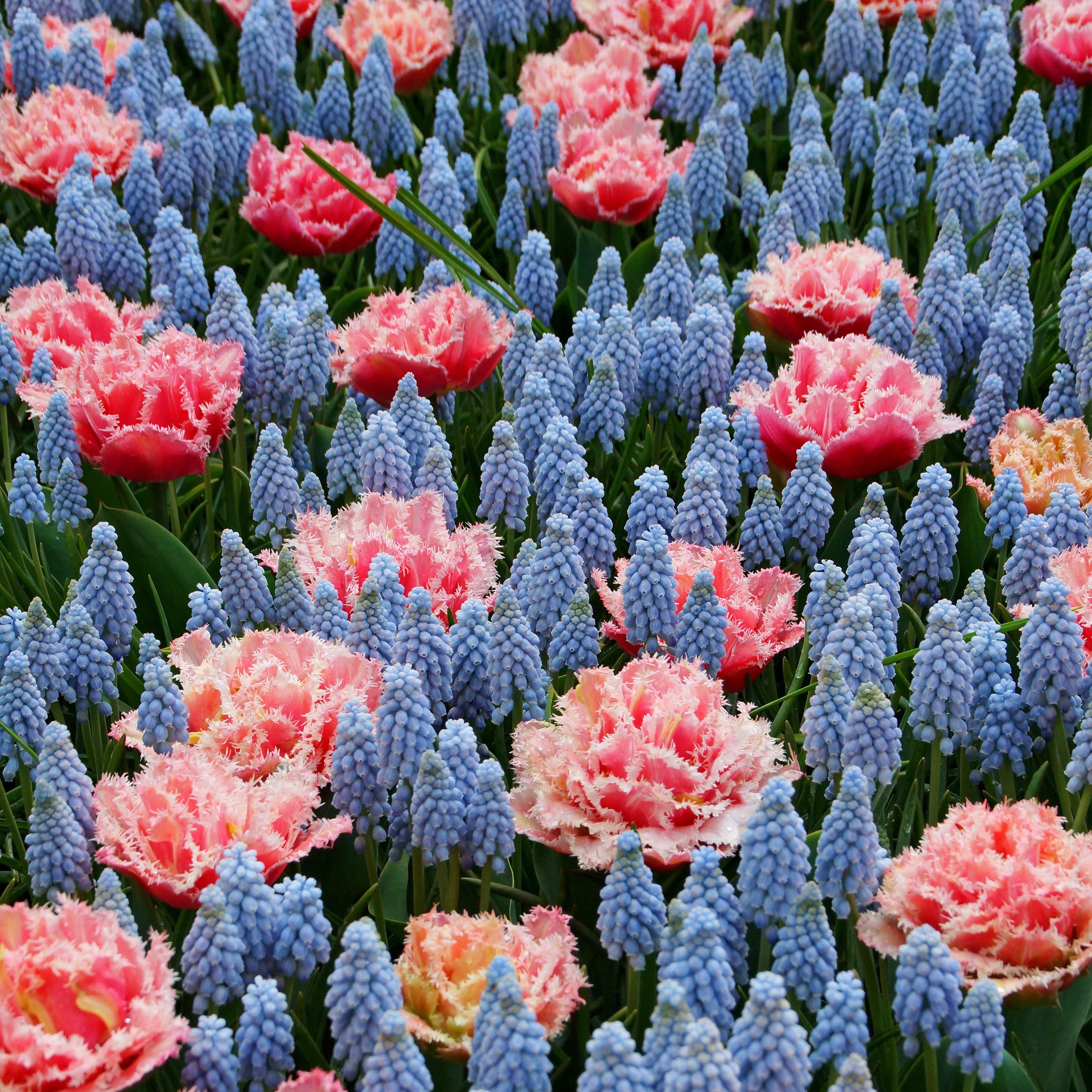 Muscari & Tulip - Baby Shower Blend