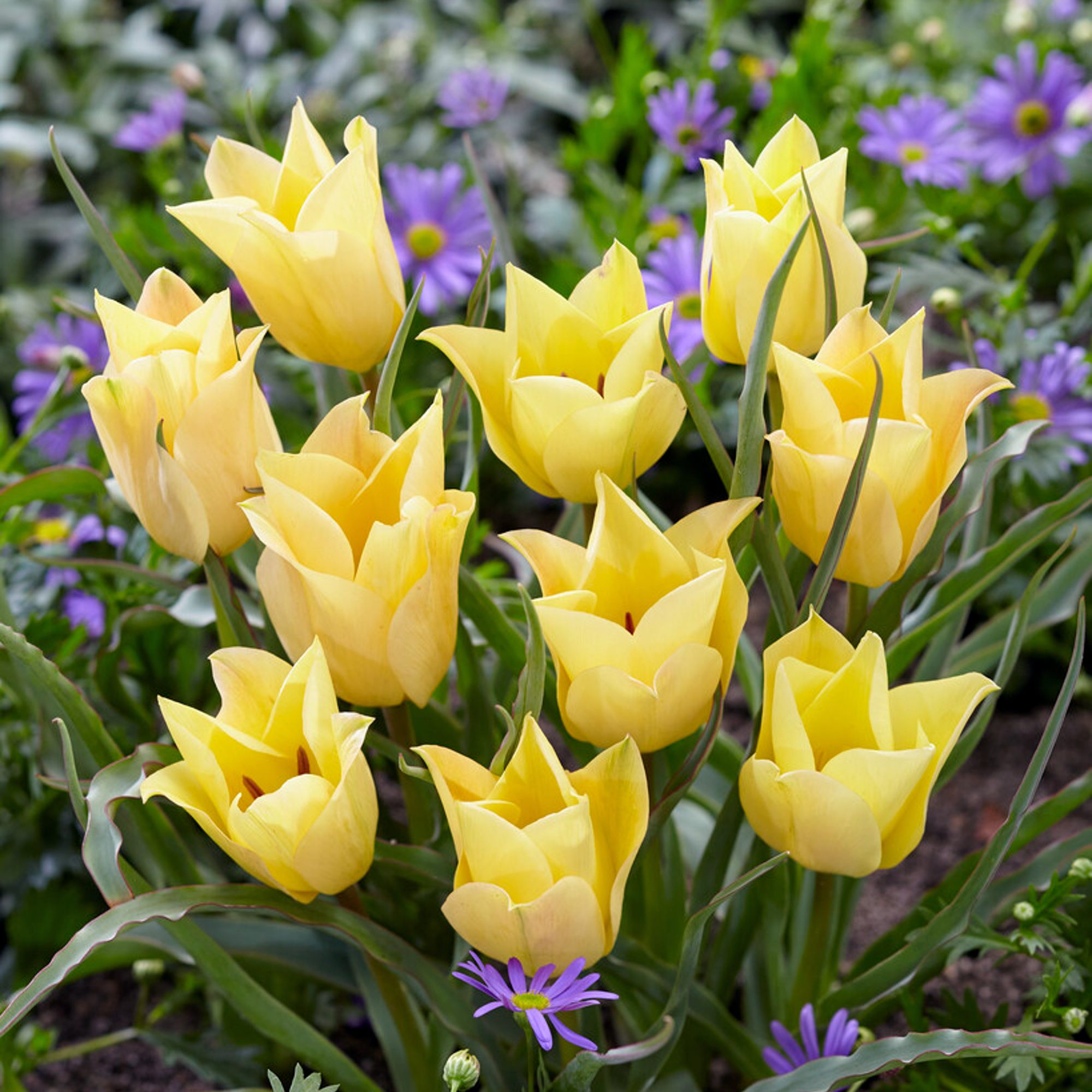 Tulip - Batalinii Bright Gem
