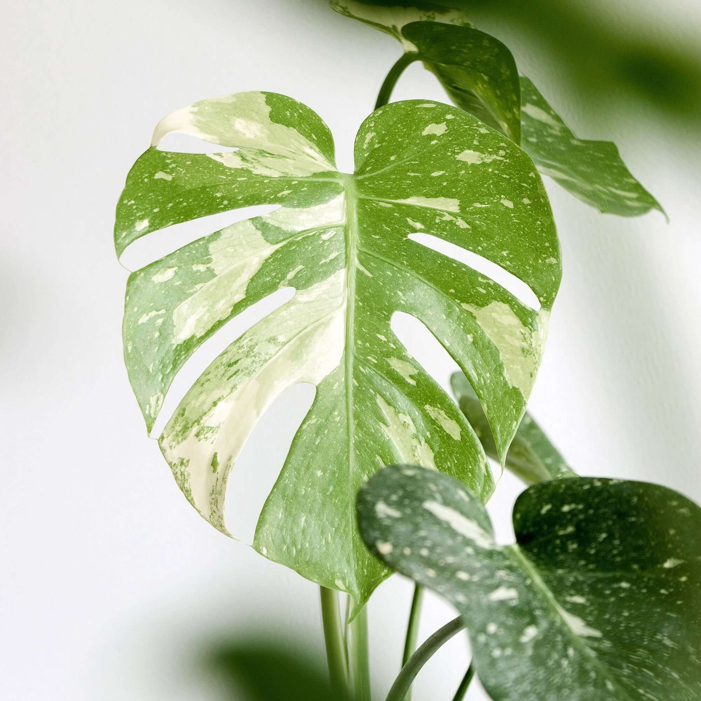 Variegated Thai Constellation Monstera