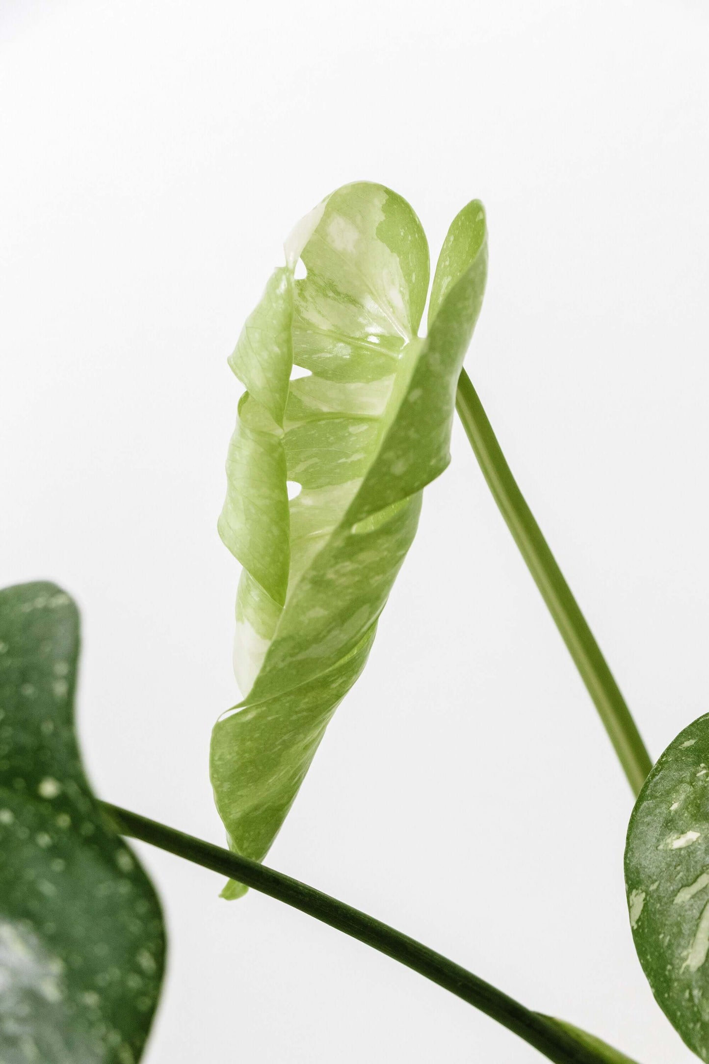 Variegated Thai Constellation Monstera