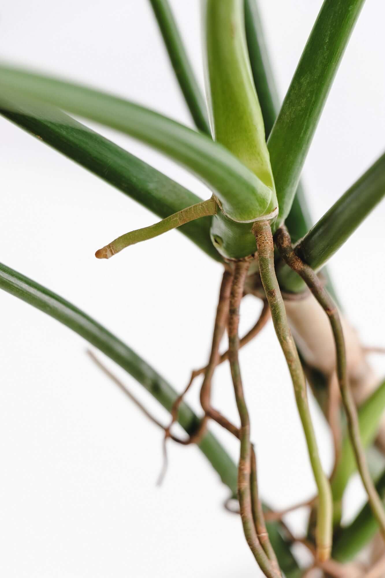 Variegated Thai Constellation Monstera