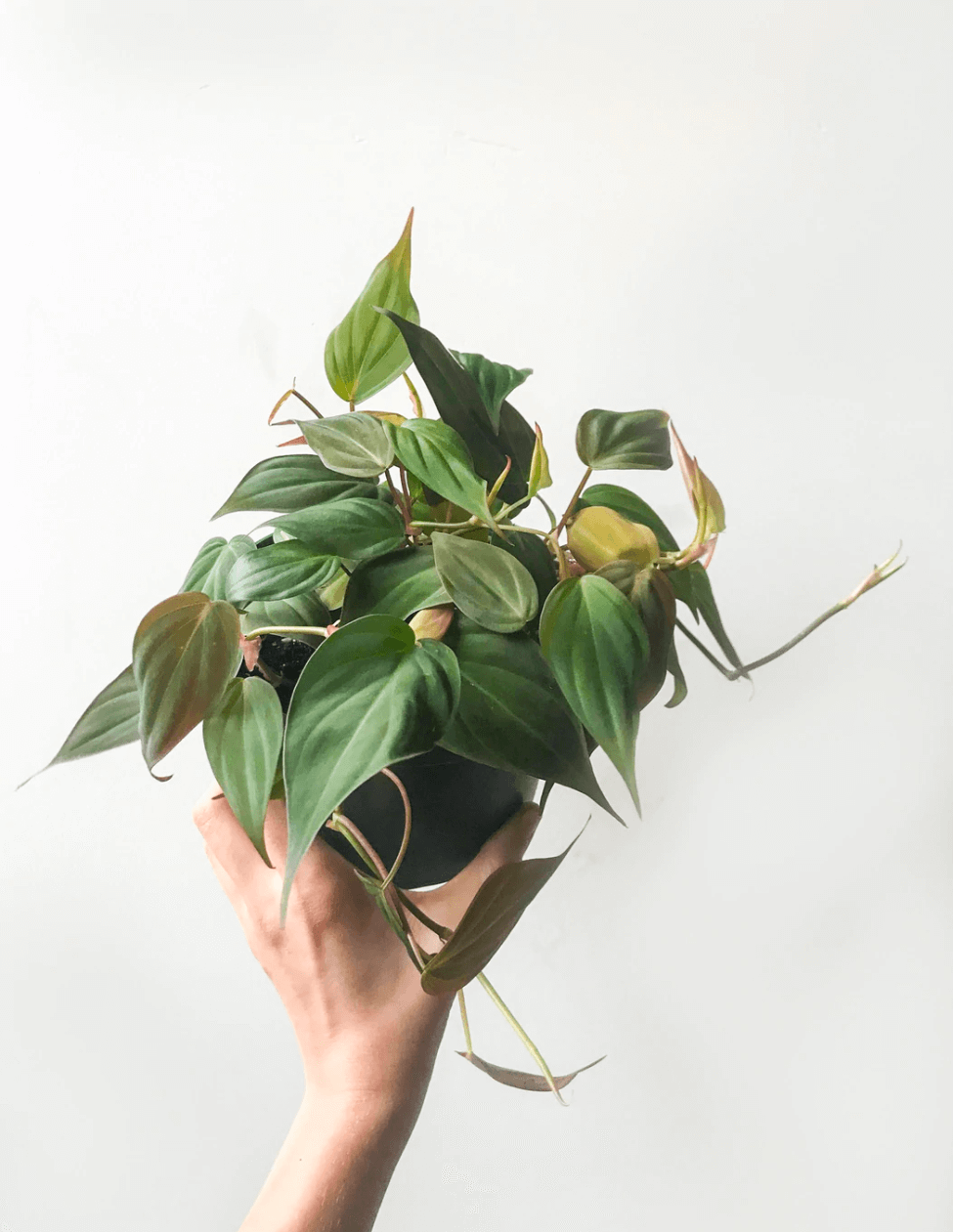 Philodendron Micans - Velvet Philodendron