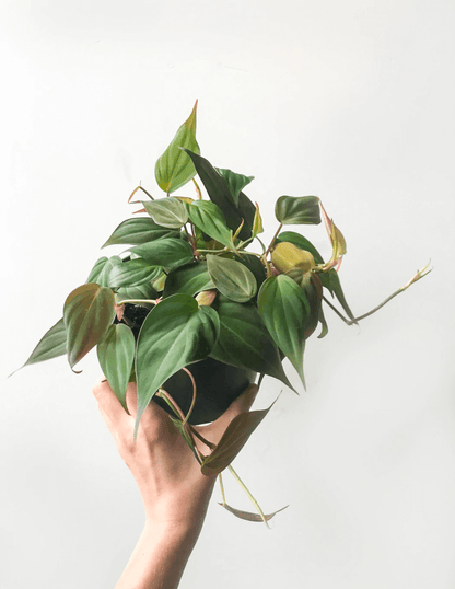Philodendron Micans - Velvet Philodendron